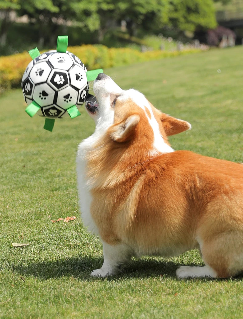 Interactive Outdoor Dog Football Training Toys - Innohive