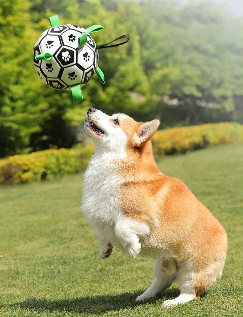 Interactive Outdoor Dog Football Training Toys - Innohive